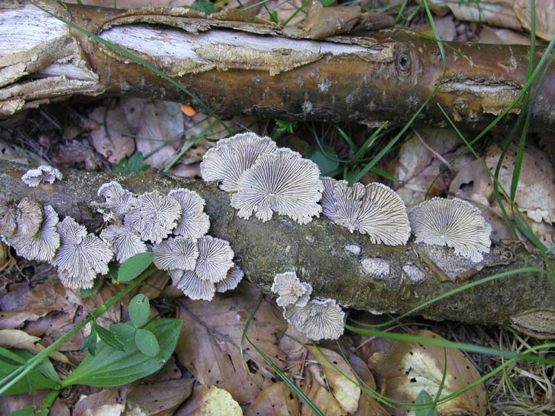 Schizophyllum commune